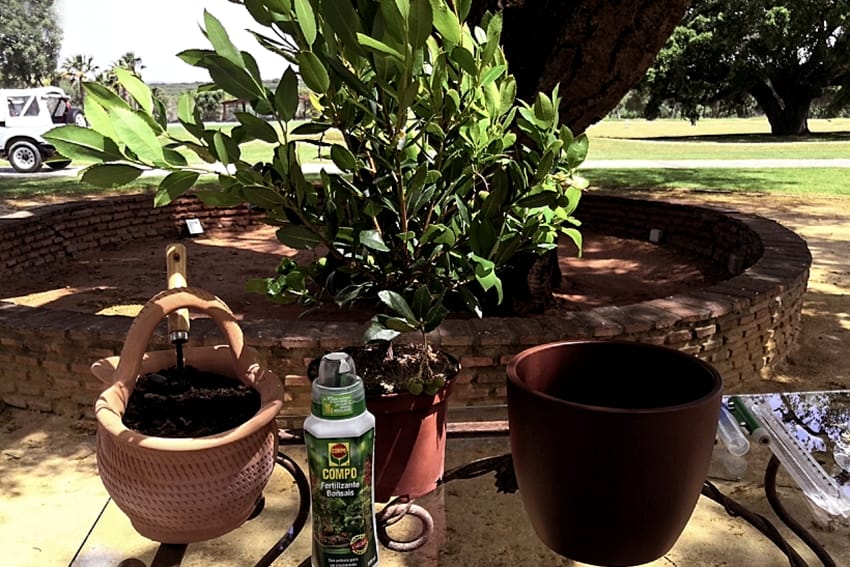 Ritual de plantar un árbol para bodas simbólicas laicas
